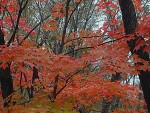 DSCN0665