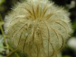 Hair flower
