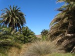 Harbor Palms 1198 vn