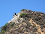 Turkey Buzzard 1446 alt