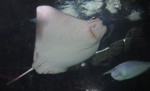 Ray bottom 1372 crop