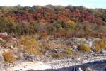 More Trees