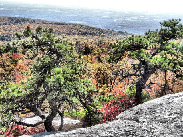 2 trees, 2010      1577 alt