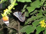 IMG_0466.JPG