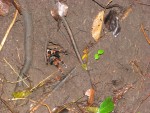 IMG_0536.JPG