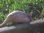 Jack's Armadillo
