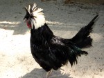 Ozzy the chicken