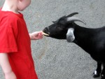 Jim goat 0403