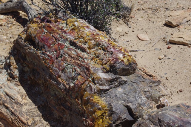 Petrified lumber. 
IMGP0814