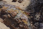 Petrified log. IMGP0815