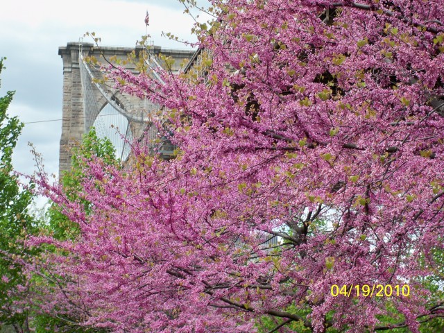 Brooklyn Bridge 0683