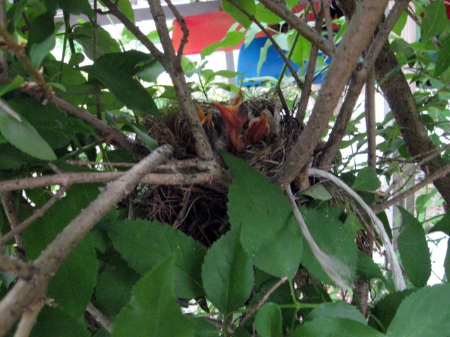 Birdnest chicks 3464