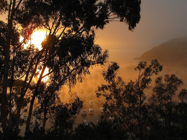 Foggy Avalon Harbor, Catalina Island, Ca  1082 alt