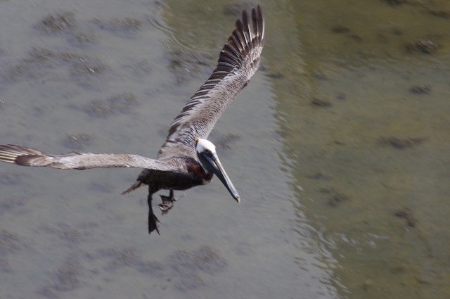 Pelican waiting for a meal, didn't get it.