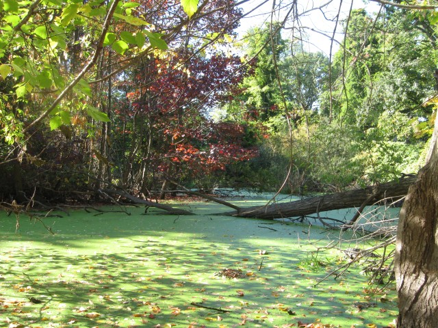 Staten Island moss 4256