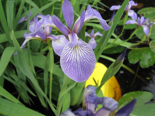 Wild Orchids on Atsion Lake, N.J.   3935