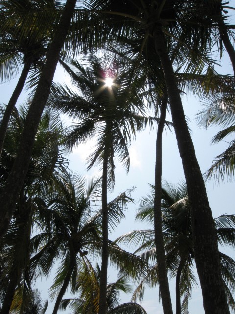 Palm sun 3119