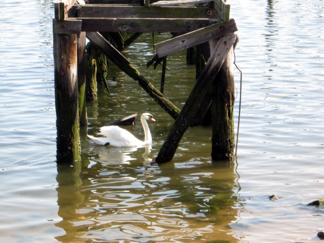 Swan at Seaside Wildlife Nature Park, S.I.  2858