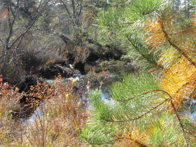 Waterfall on Mullica River, Atsion. N.J. 
    4346