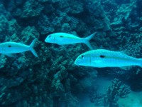 Highlight for Album: Kona's sea life, with the help of Jack's Diving Locker, Kona