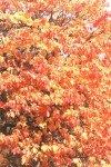 Leaves of fall