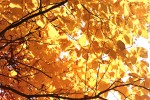 Fall gold