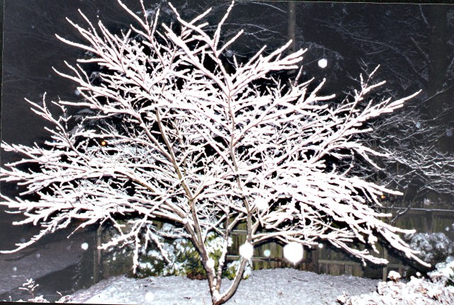 The Snow Maple