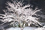 The Snow Maple