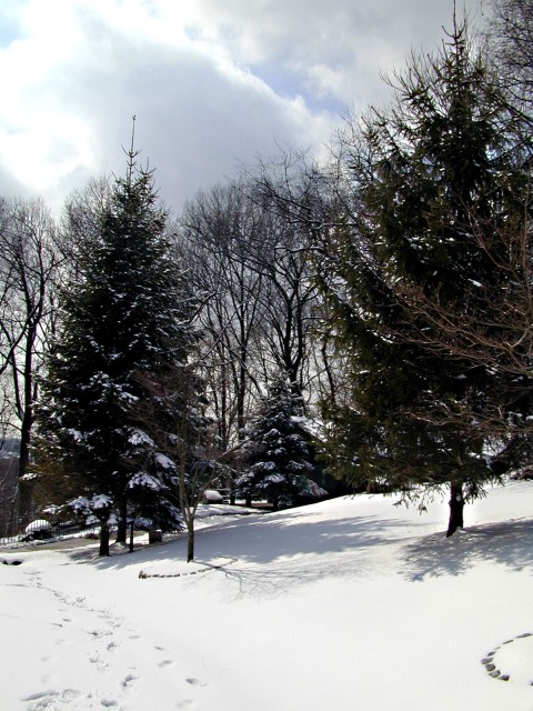 Trees on Lighthouse Hill