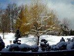 Willow n topiary