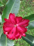IMG_0917.JPG