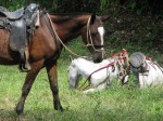 IMG_0918.JPG