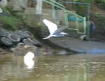 IMG_0771.JPG
