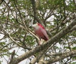 IMG_0831.JPG