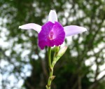 IMG_1043.JPG