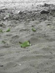IMG_1153.JPG
