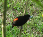 IMG_1194.JPG