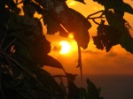 IMG_1233.JPG