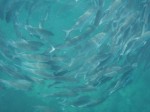 Highlight for Album: Osa Peninsula